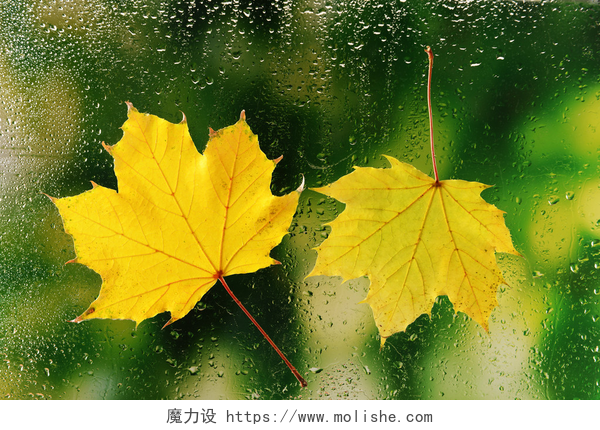 秋天的树叶在窗口玻璃上的特写秋天的叶子在窗口上
